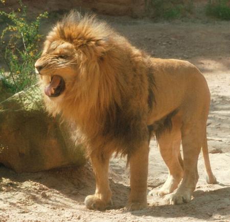 lion